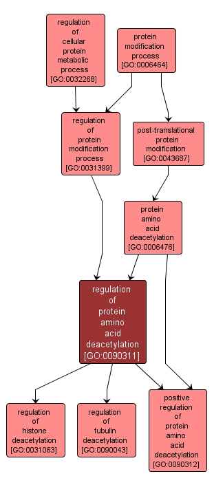 GO:0090311 - regulation of protein amino acid deacetylation (interactive image map)