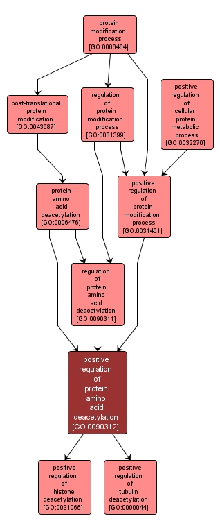 GO:0090312 - positive regulation of protein amino acid deacetylation (interactive image map)