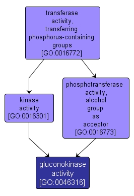 GO:0046316 - gluconokinase activity (interactive image map)