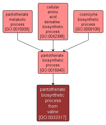 GO:0033317 - pantothenate biosynthetic process from valine (interactive image map)