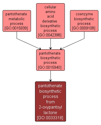 GO:0033318 - pantothenate biosynthetic process from 2-oxypantoyl lactone (interactive image map)