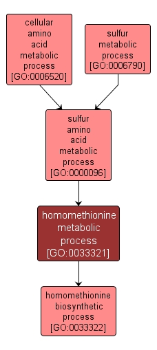 GO:0033321 - homomethionine metabolic process (interactive image map)