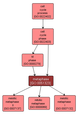 GO:0051323 - metaphase (interactive image map)
