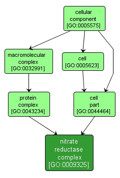 GO:0009325 - nitrate reductase complex (interactive image map)