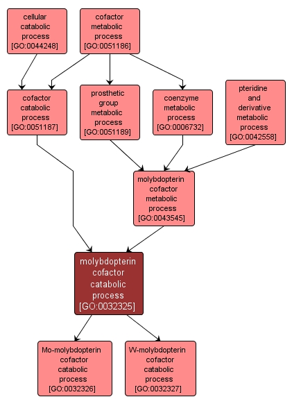 GO:0032325 - molybdopterin cofactor catabolic process (interactive image map)