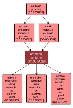 GO:0019329 - ammonia oxidation (interactive image map)