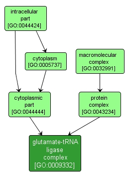 GO:0009332 - glutamate-tRNA ligase complex (interactive image map)
