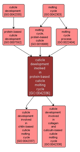 GO:0042336 - cuticle development involved in protein-based cuticle molting cycle (interactive image map)