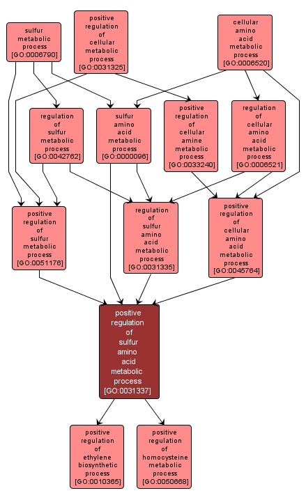 GO:0031337 - positive regulation of sulfur amino acid metabolic process (interactive image map)