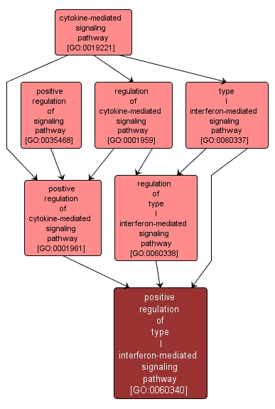 GO:0060340 - positive regulation of type I interferon-mediated signaling pathway (interactive image map)