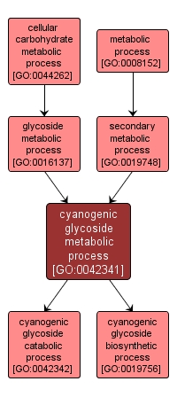 GO:0042341 - cyanogenic glycoside metabolic process (interactive image map)