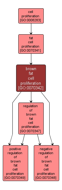 GO:0070342 - brown fat cell proliferation (interactive image map)