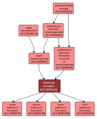 GO:0060343 - trabecula formation (interactive image map)