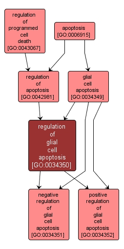 GO:0034350 - regulation of glial cell apoptosis (interactive image map)