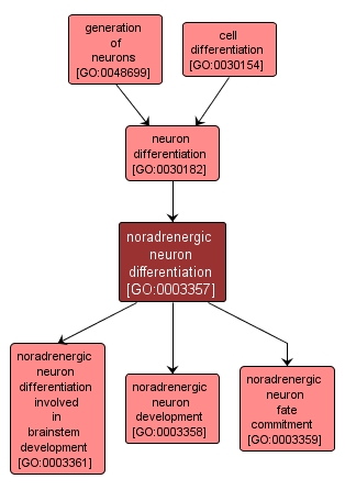 GO:0003357 - noradrenergic neuron differentiation (interactive image map)
