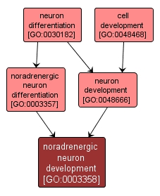 GO:0003358 - noradrenergic neuron development (interactive image map)