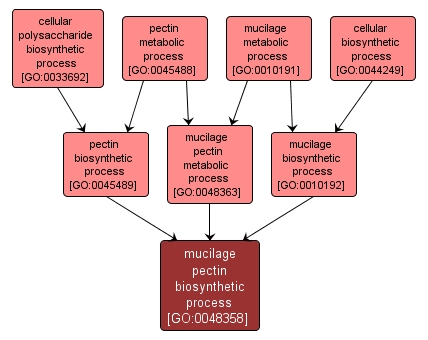 GO:0048358 - mucilage pectin biosynthetic process (interactive image map)