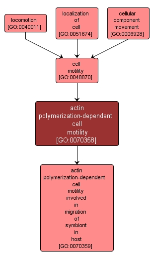 GO:0070358 - actin polymerization-dependent cell motility (interactive image map)