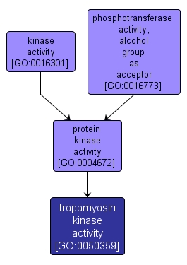 GO:0050359 - tropomyosin kinase activity (interactive image map)