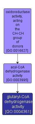 GO:0004361 - glutaryl-CoA dehydrogenase activity (interactive image map)