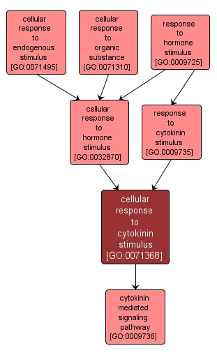 GO:0071368 - cellular response to cytokinin stimulus (interactive image map)