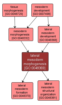 GO:0048369 - lateral mesoderm morphogenesis (interactive image map)