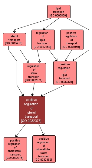 GO:0032373 - positive regulation of sterol transport (interactive image map)