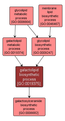 GO:0019375 - galactolipid biosynthetic process (interactive image map)