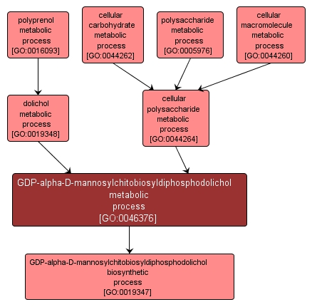 GO:0046376 - GDP-alpha-D-mannosylchitobiosyldiphosphodolichol metabolic process (interactive image map)
