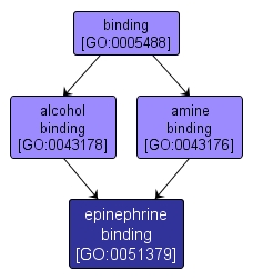 GO:0051379 - epinephrine binding (interactive image map)