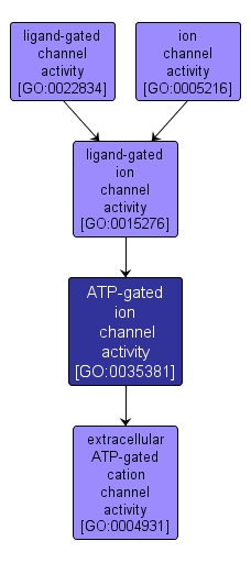 GO:0035381 - ATP-gated ion channel activity (interactive image map)