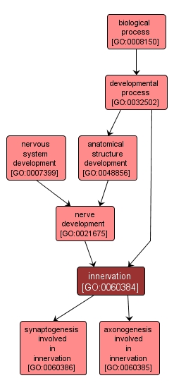 GO:0060384 - innervation (interactive image map)