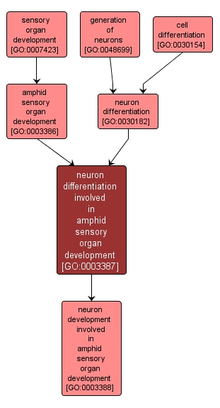 GO:0003387 - neuron differentiation involved in amphid sensory organ development (interactive image map)