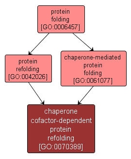 GO:0070389 - chaperone cofactor-dependent protein refolding (interactive image map)