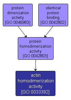 GO:0033392 - actin homodimerization activity (interactive image map)