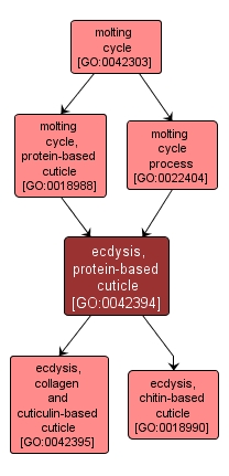 GO:0042394 - ecdysis, protein-based cuticle (interactive image map)