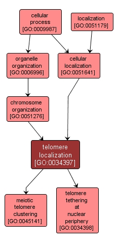 GO:0034397 - telomere localization (interactive image map)