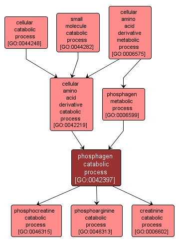 GO:0042397 - phosphagen catabolic process (interactive image map)