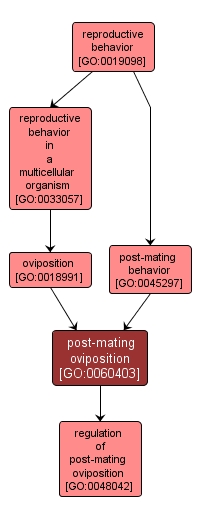 GO:0060403 - post-mating oviposition (interactive image map)
