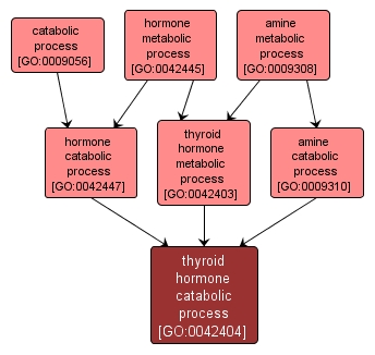 GO:0042404 - thyroid hormone catabolic process (interactive image map)