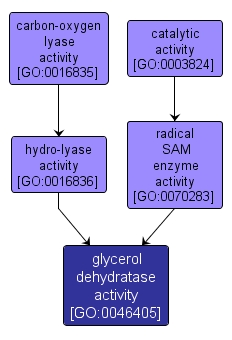 GO:0046405 - glycerol dehydratase activity (interactive image map)