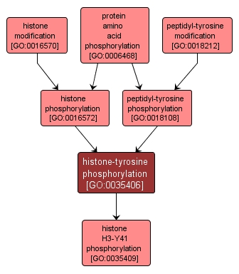 GO:0035406 - histone-tyrosine phosphorylation (interactive image map)