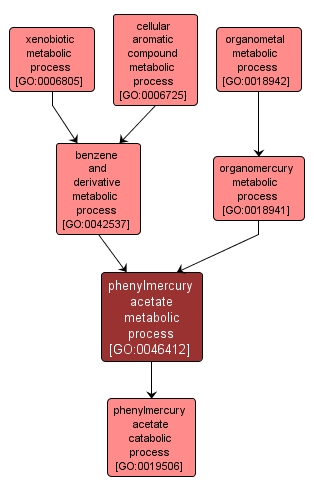 GO:0046412 - phenylmercury acetate metabolic process (interactive image map)