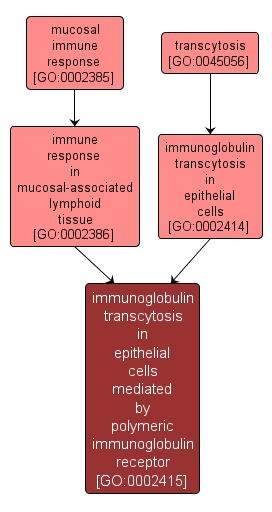 GO:0002415 - immunoglobulin transcytosis in epithelial cells mediated by polymeric immunoglobulin receptor (interactive image map)