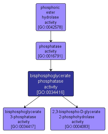 GO:0034416 - bisphosphoglycerate phosphatase activity (interactive image map)