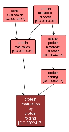 GO:0022417 - protein maturation by protein folding (interactive image map)