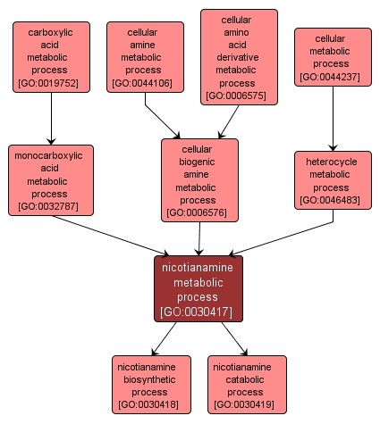 GO:0030417 - nicotianamine metabolic process (interactive image map)
