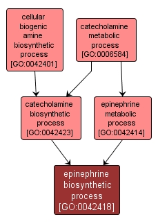 GO:0042418 - epinephrine biosynthetic process (interactive image map)