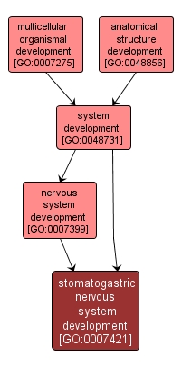GO:0007421 - stomatogastric nervous system development (interactive image map)