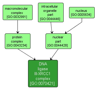 GO:0070421 - DNA ligase III-XRCC1 complex (interactive image map)